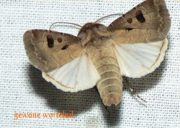 gewone worteluil open.jpg - Gewone worteluil - Agrotis exclamationis